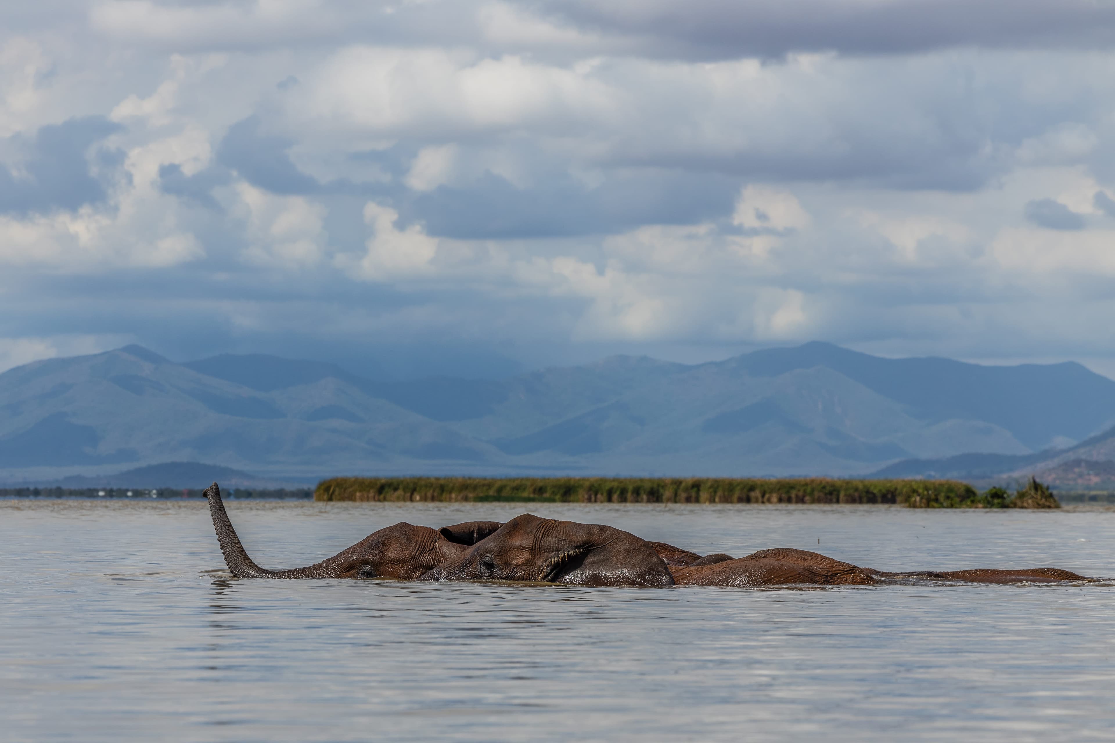 Lake Jipe at golden hour with elephants