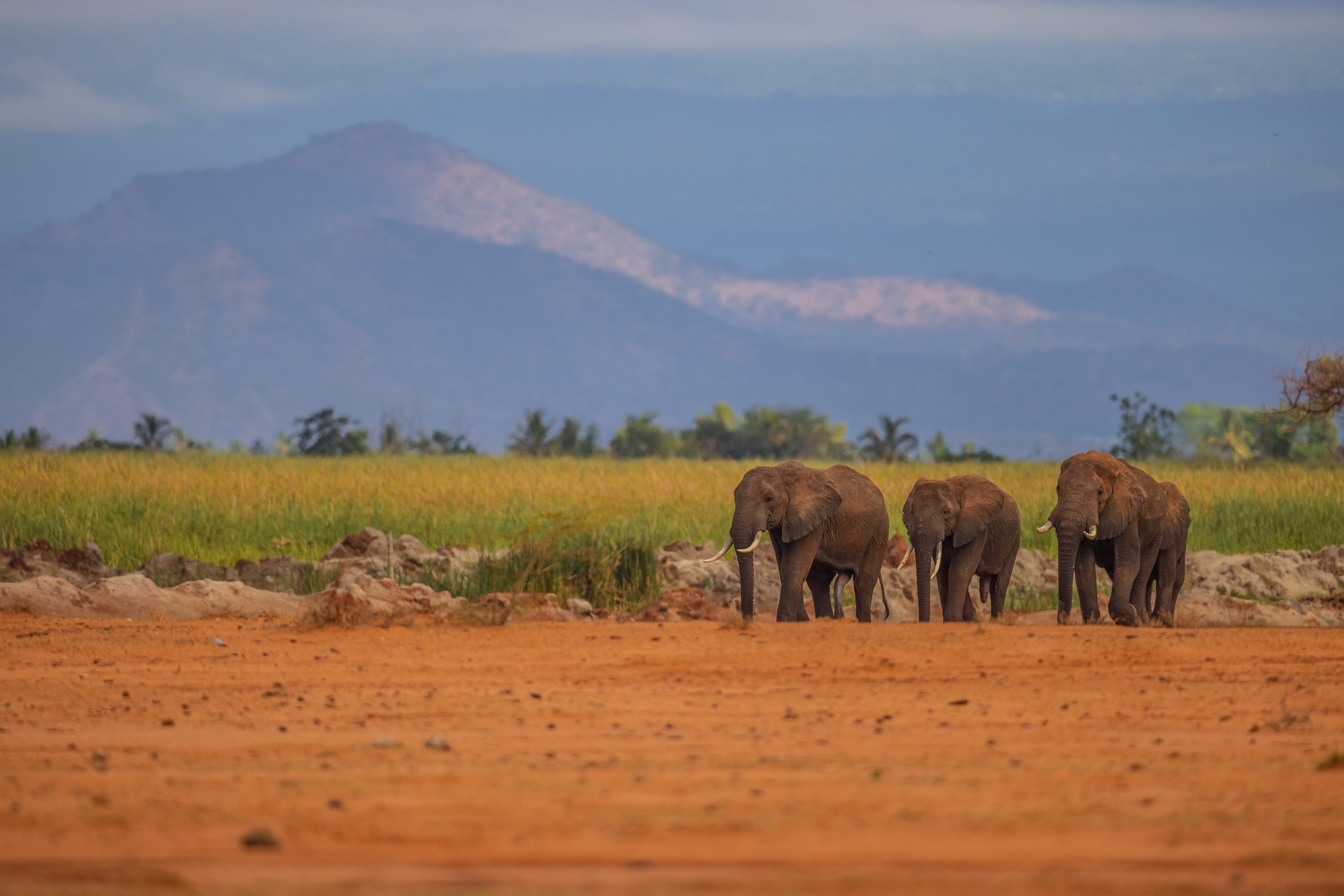 Community members with beehive fence installation