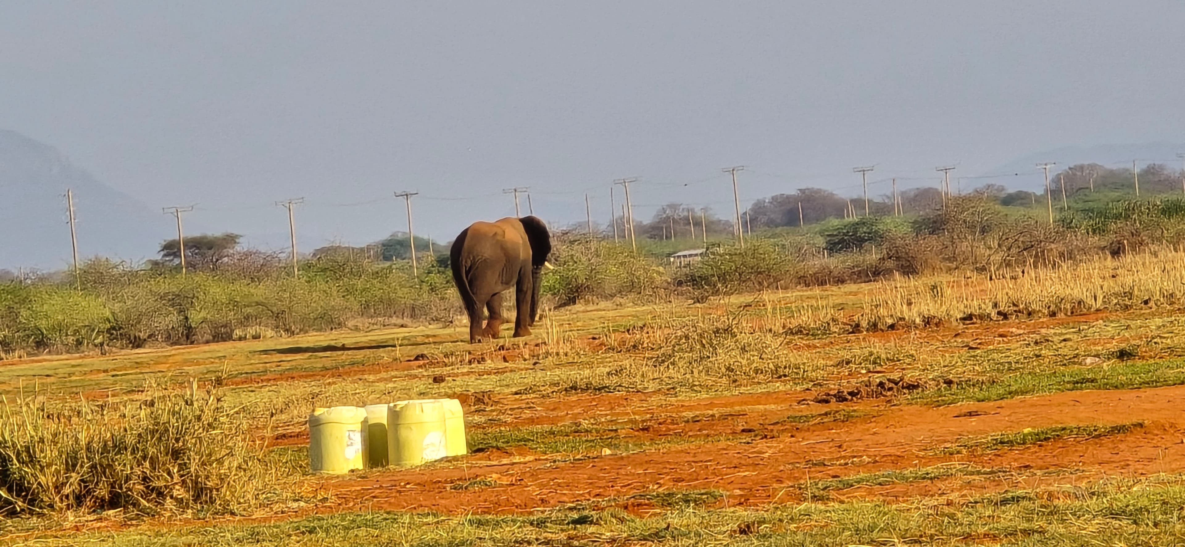 Elephant eye closeup