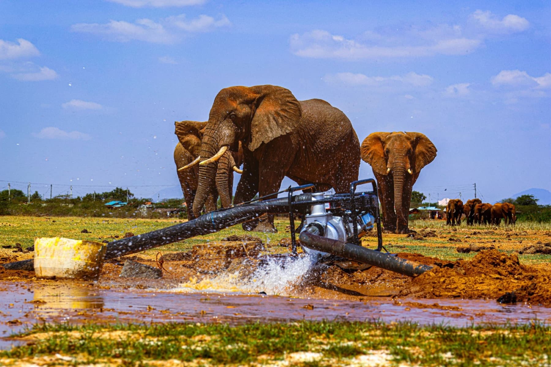 Pumping water to the elephant waterhole