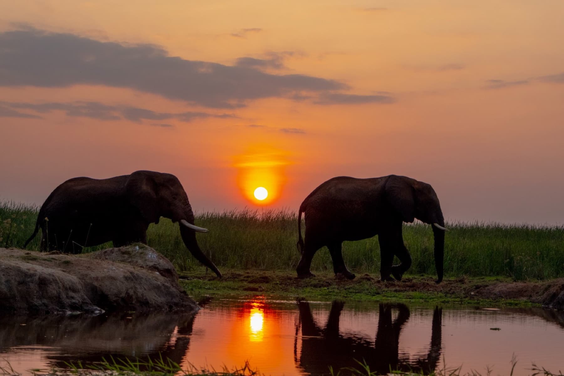 Two bulls at sunset on the lakeshore