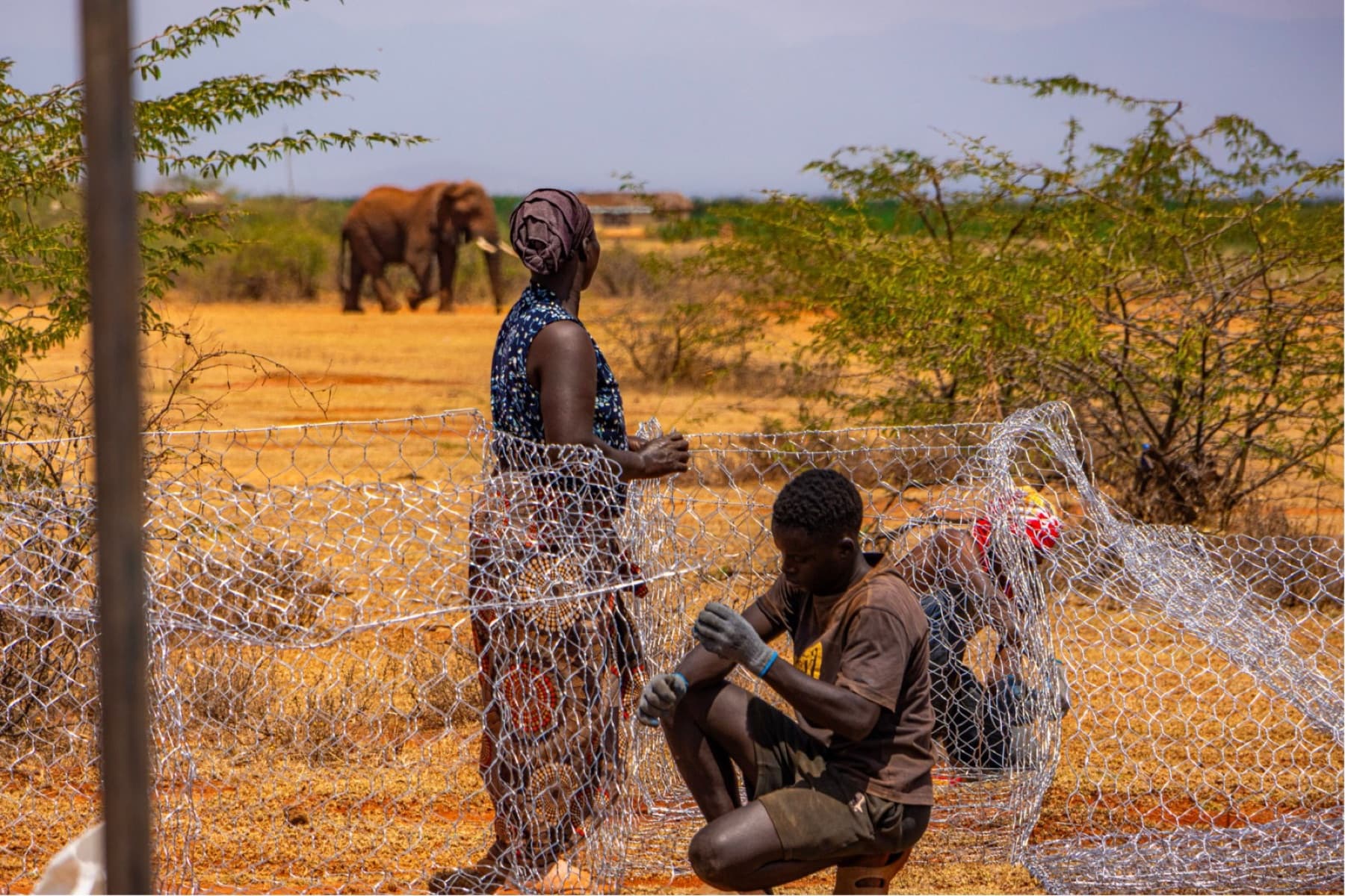 Raising the fence line, with an elephant looking on