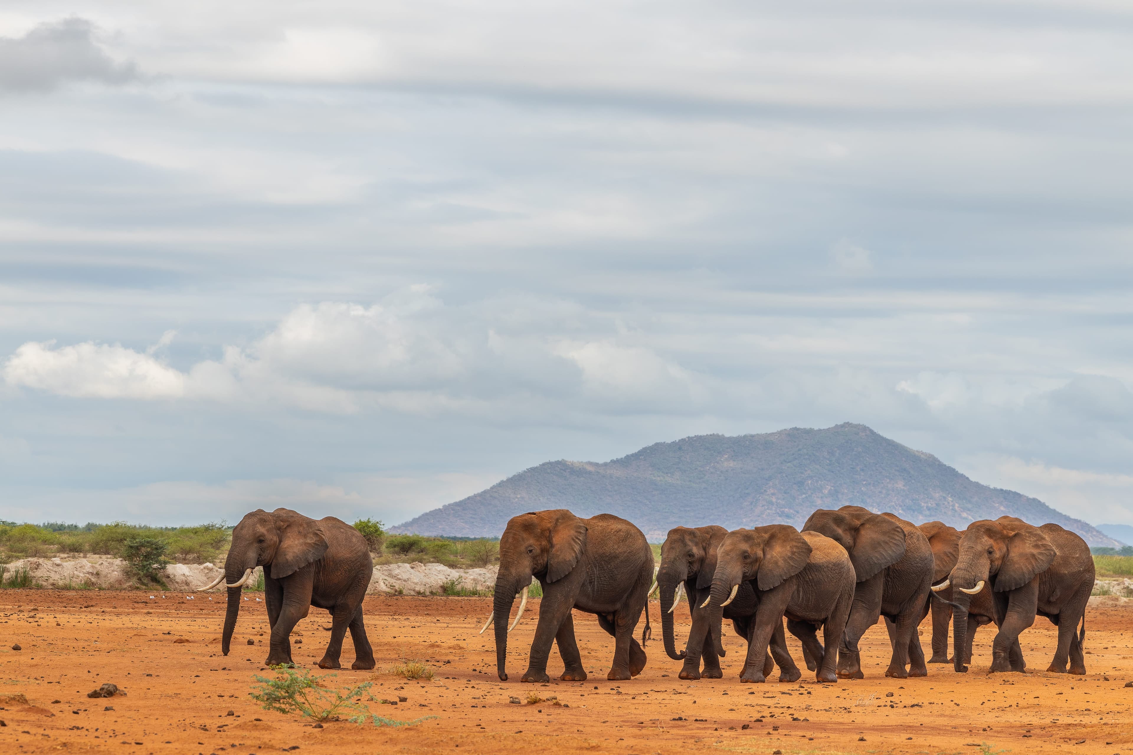 Elephants at Lake Jipe