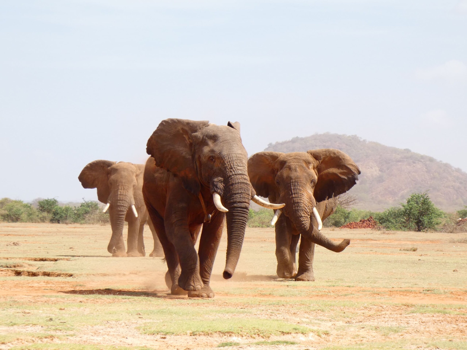 Manolo and other Jipe bulls moving across the open ground near the lake