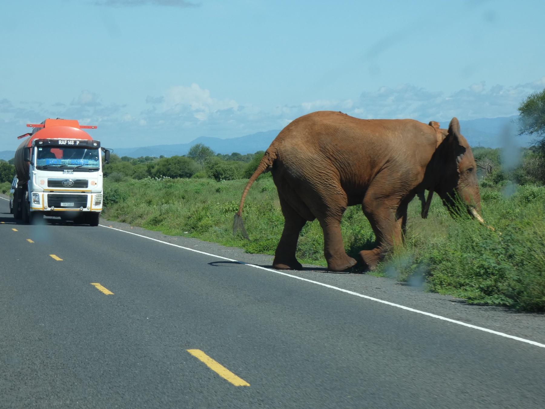 Manolo, one of Jipe's resident bulls, crossing the busy Voi&ndash;Taveta Highway